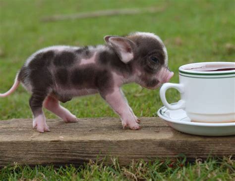 Teacup Pigs: The Next Lucrative Pet Trend?