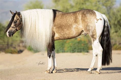 Buckskin Paint Mustang Horse / 140 Names For Your Buckskin Horse ...