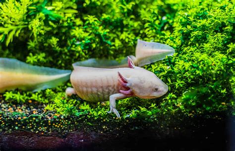 Axolotl Tank Keeping Guide: Everything You Need To Know