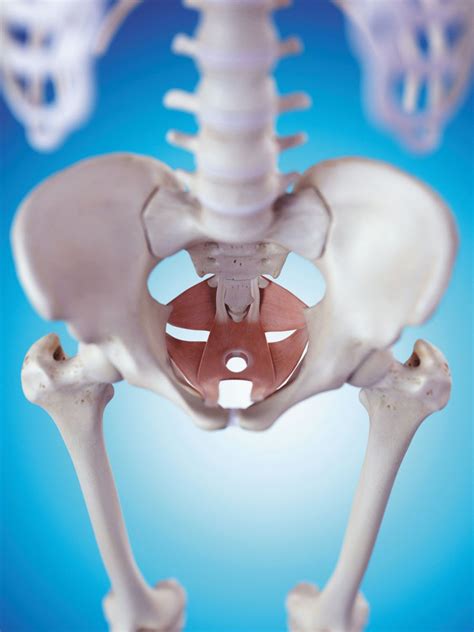 Note to Women's Health Care Providers: Assess Pelvic Floor Muscles