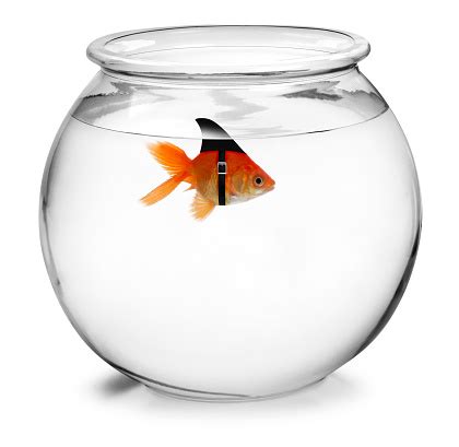 Shark Fin On A Goldfish Stock Photo - Download Image Now - iStock