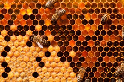 La increíble arquitectura de las abejas | Plataforma Arquitectura