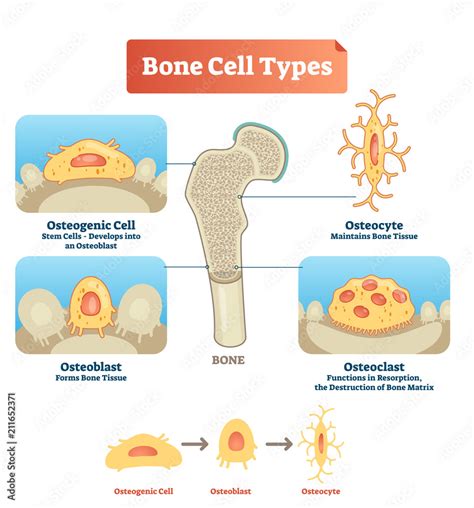 Vector illustration bone cell types diagram. Scheme of osteogenic cell ...