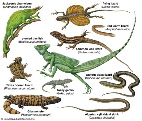 Lizard | Definition, Types, Characteristics, Classification, & Facts ...