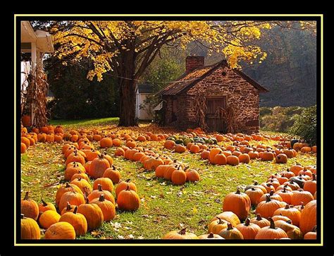 Autumn Pumpkin Wallpaper - WallpaperSafari