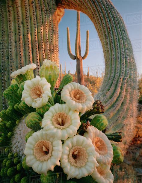 Saguaro Cactus (Carnegiea gigantea) with flower cluster emerging from ...