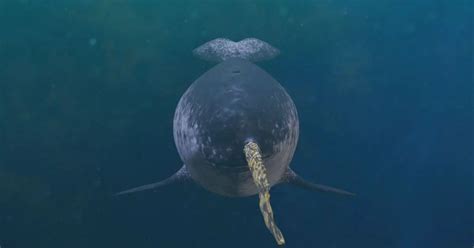 Narwhal Behavior - AnimalBehaviorCorner