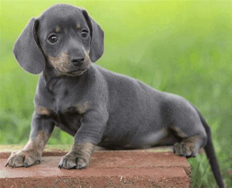 Blue Dachshund: Breed Info, Temperament, Health, and Costs