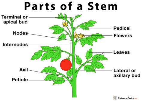 Stems: Plant Stem Anatomy and Functions | Viquepedia