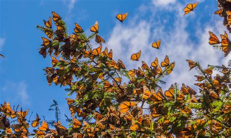 How to See the Monarch Butterfly Migration in Mexico