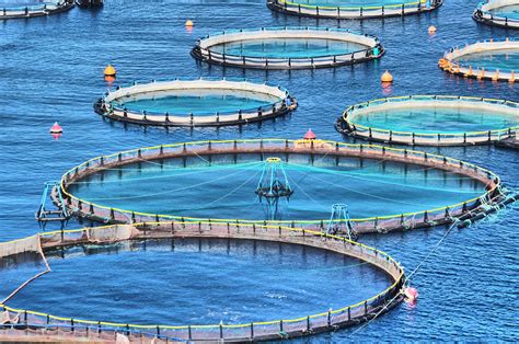 Aquaculture, Pisciculture, and the Future of Farmed Fish