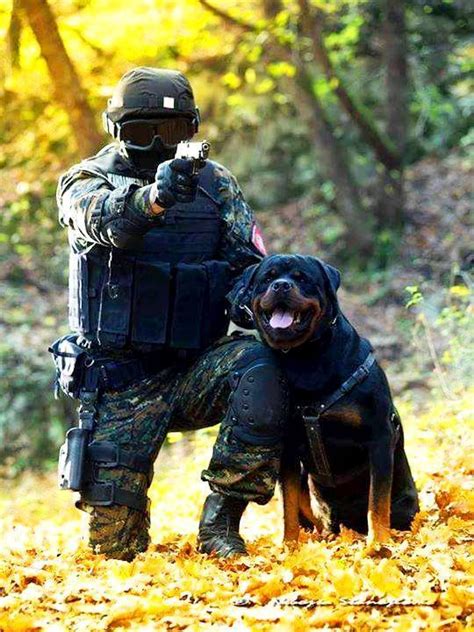 Rottweiler Police Dog In Action