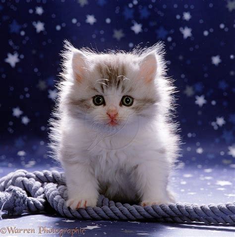 Cute Fluffy Cats Wallpapers - Wallpaper Cave