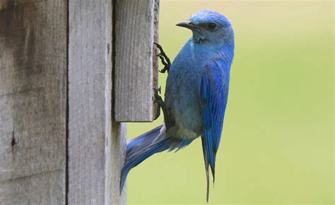 mountain bluebird nest box - Bird Watching HQ