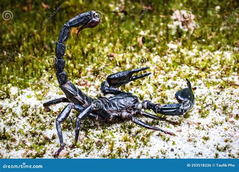 A Black Scorpion stock photo. Image of humid, invertebrate - 293518336