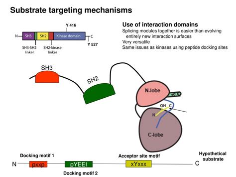 PPT - Protein Kinase Structure and Function Introduction PowerPoint ...