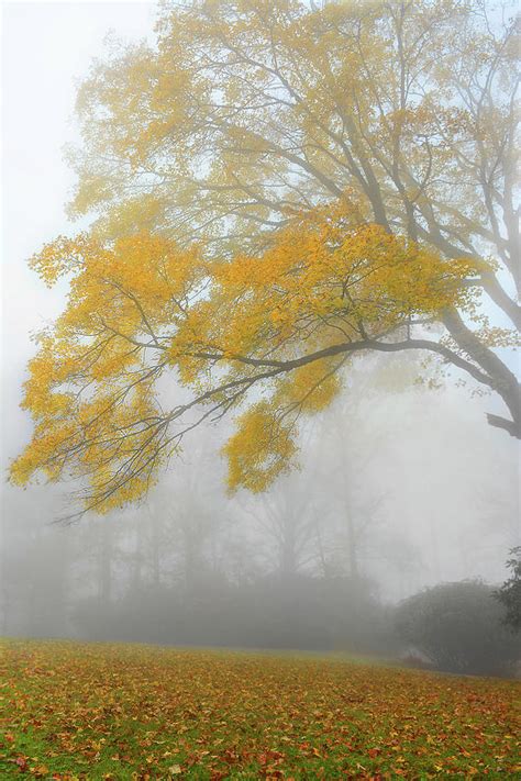 Misty fall forest Photograph by Margaret Wiktor | Fine Art America