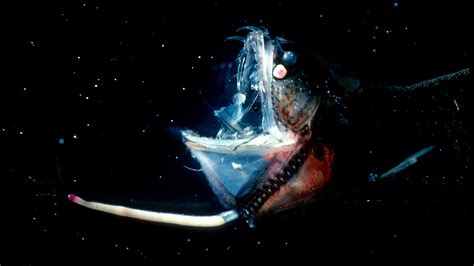 Dragonfish – Strange Sea Dwellers