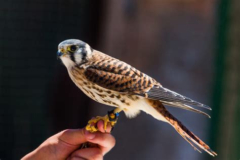 Florida Birds of Prey (20 Species with Pictures) - Birdwatching Tips