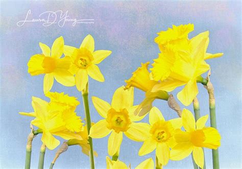 Yellow Daffodil Flowers Flower Art Print Flower Photography | Etsy