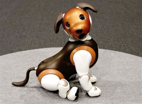 Robot Dogs Can Help Seniors Cope—Especially During Covid | WIRED