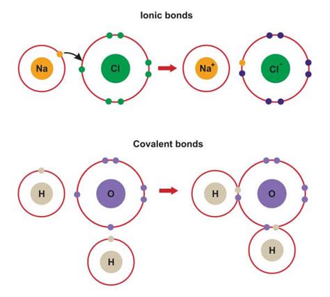 Ionic Bond Examples | Biology Dictionary