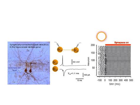 Synaptically connected basket cells