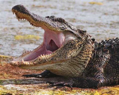 Pin by Manny Tamarez on Animals | Animals, Alligator, Crocodiles