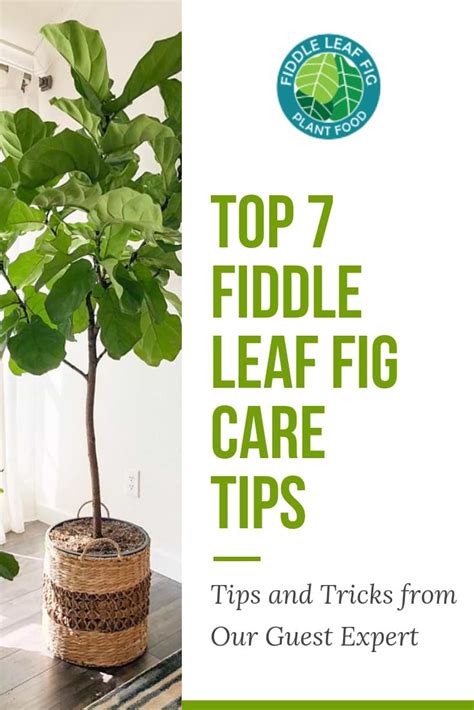 Top Fiddle Leaf Fig Care Tips from Guest Expert Alessandra Pham ...