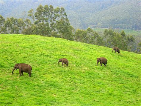 USEFUL INFORMATION FOR YOU: munnar kerala