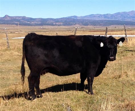 20 - Registered Black Angus, Simmental & Sim-Angus Bred Cows & Heifers ...