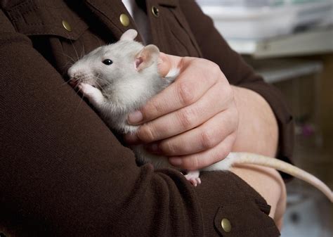 How to Take Care of Pet Rats