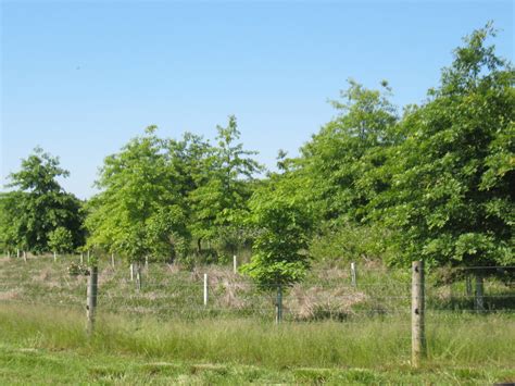 Plant Riparian Forest Buffers : Virginia Department of Forestry