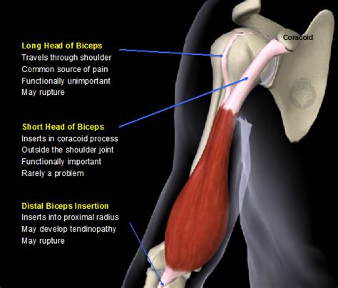 Biceps Tendon Anatomy Shoulder, Shoulder Anatomy And Techniques ...