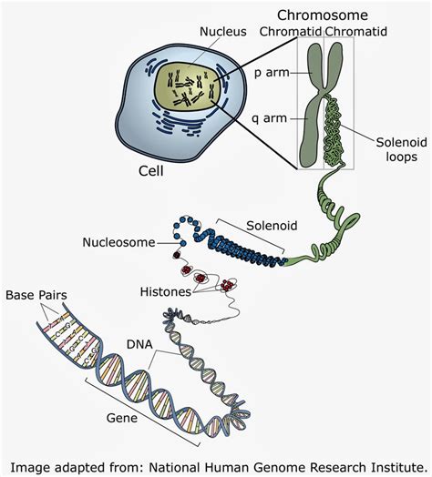 [DIAGRAM] Genetics Diagram Genes Dna - MYDIAGRAM.ONLINE