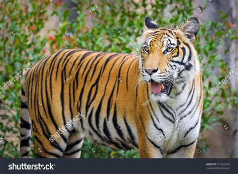 Behavior Tiger Stock Photo 317025356 - Shutterstock