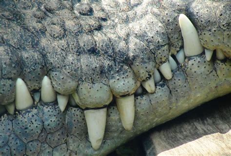 Big Teeth in 2020 | Big teeth, Saltwater crocodile, Teeth