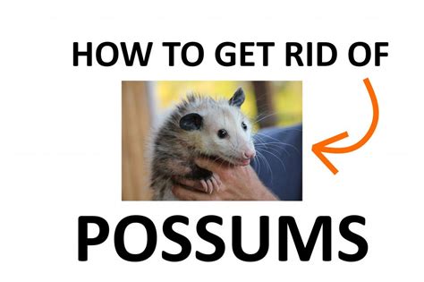 Possum Bait Recipes | Dandk Organizer