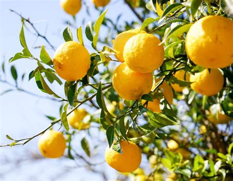 Flavors of Winter: Japanese Yuzu | Arigato Japan Food Tours – Japan's ...