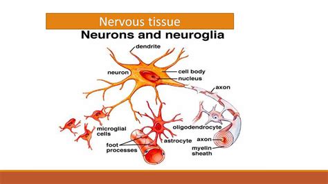 Labeled Neuron Nervous Tissue Cells