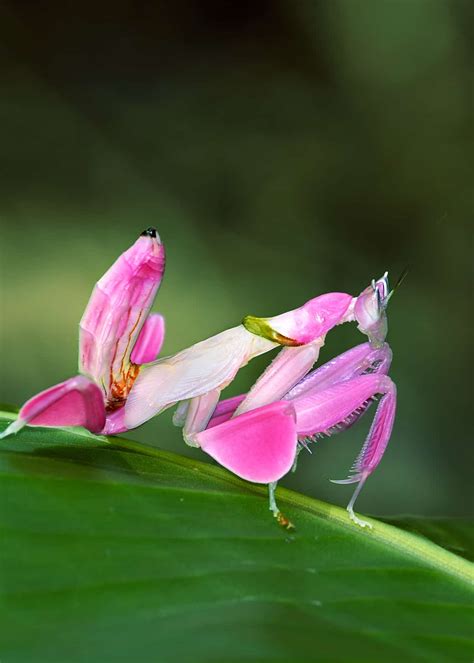 35 Orchid Mantis Facts: Bloodthirsty Living Flowers (Hymenopus ...