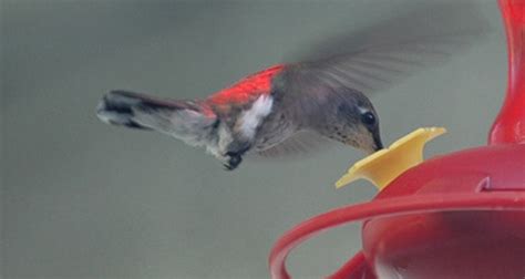 Rainforest Hummingbird Facts