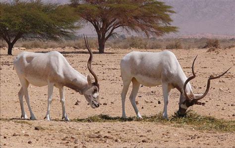 Tunisia Wildlife: National Parks & Nature Reserves of Tunisia