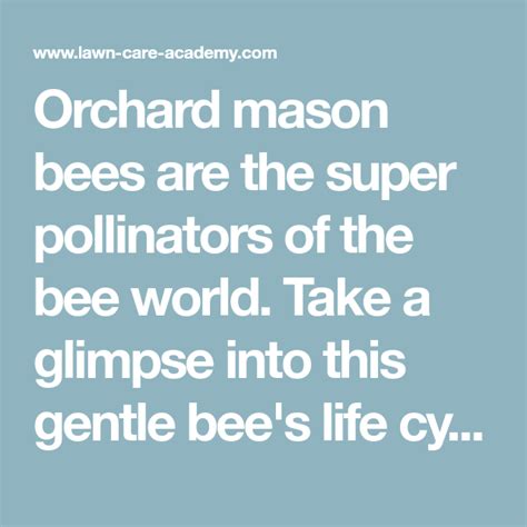 Orchard mason bees are the super pollinators of the bee world. Take a ...