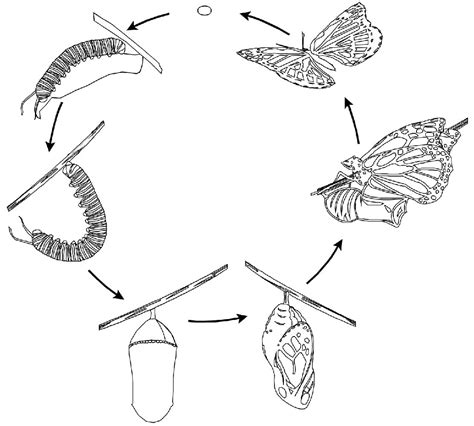 Biology Monarch Butterfly Life Cycle coloring page - Download, Print or ...