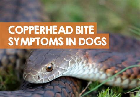 Symptoms of Copperhead Bites in Dogs: How to Tell & Know