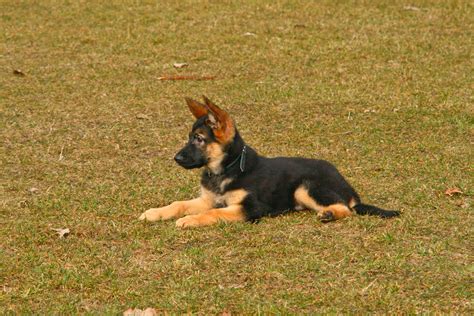 How to Train a German Shepherd Puppy | Canine Weekly