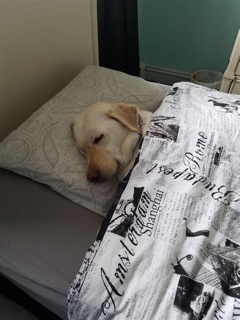 My dog fell asleep on my sisters bed, so I tucked her in - Imgur ...