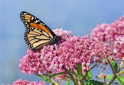 How Can the Power Industry Help the Monarch Butterfly? | EPRI Journal