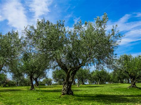 Olive Tree Flowers But No Fruit : Growing Olives In Australia About The ...